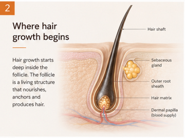 1. Hair Growth Starts at the Follicle