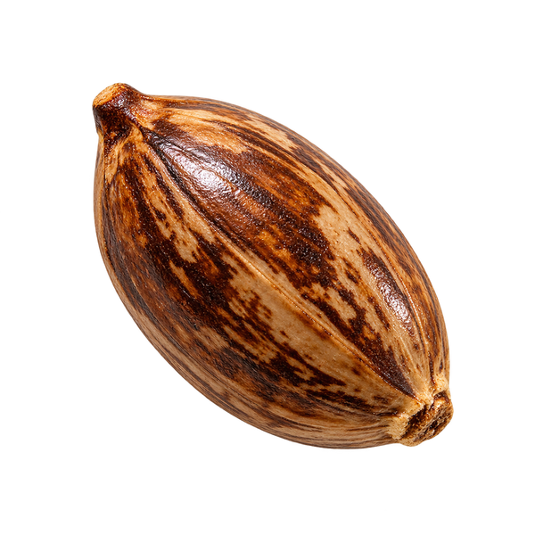 Australian Honey Locust Seed